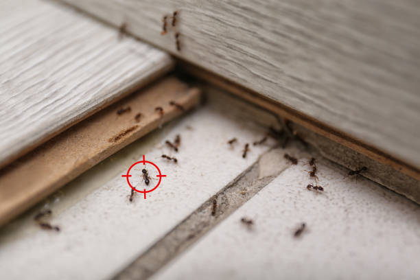 Insect Control in Kaysville, UT