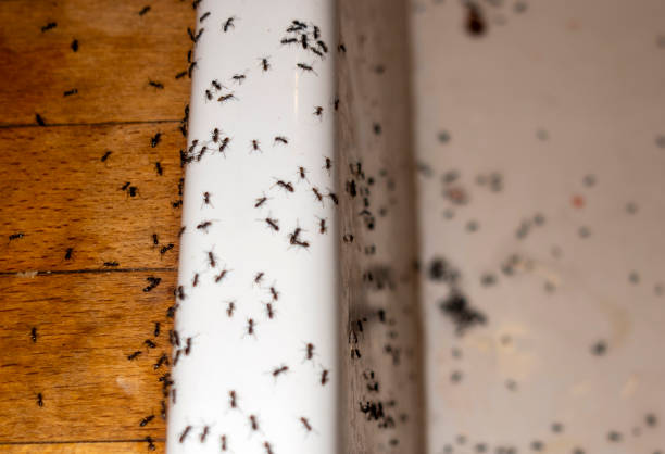 Best Pest Removal Services  in Kaysville, UT