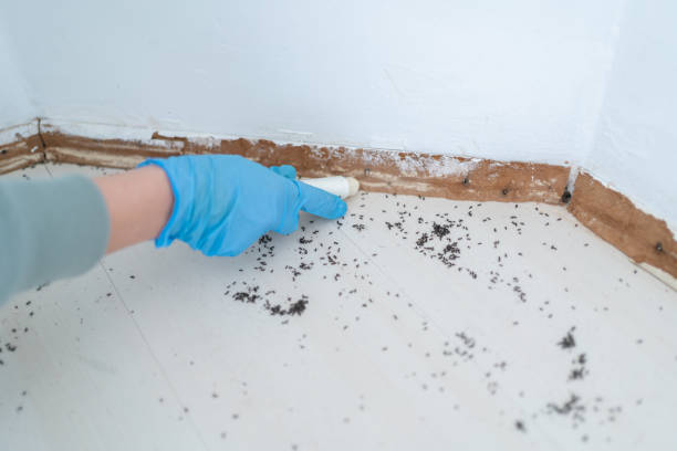 Best Mosquito Control Services  in Kaysville, UT